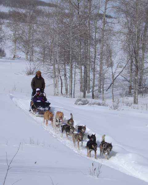sled dog tour