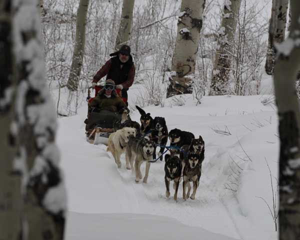 sled dog tour