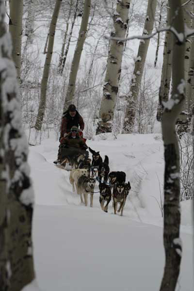 Sled Dogs in the Aspen